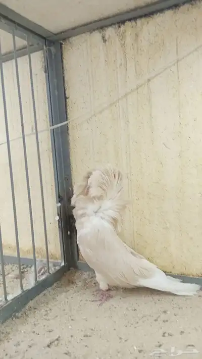 جوز جاكوبين 0