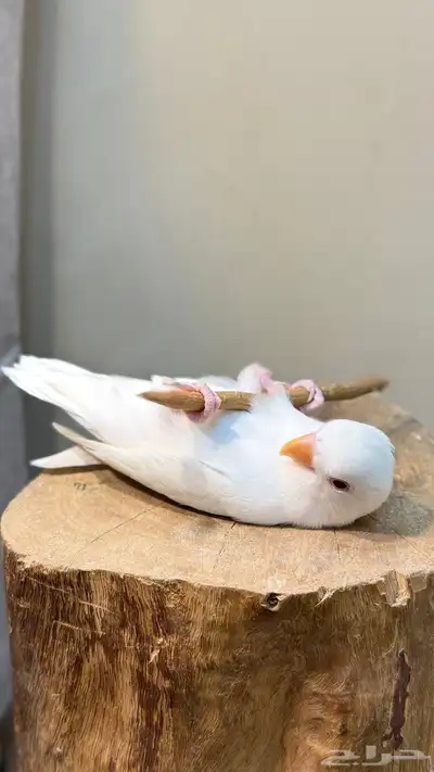فرخ روز البينو عيون حمره 4