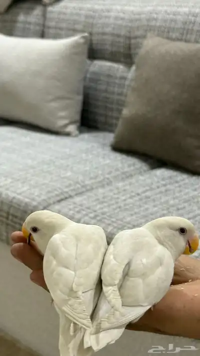 روز ابيض 4