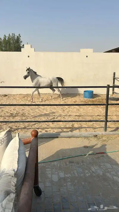 فرس لقاح واهو البيع شعبي 0