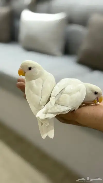 روز ابيض 2