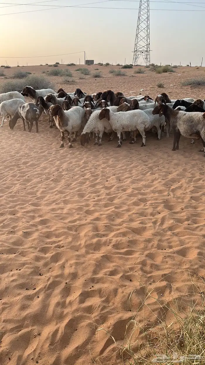 نعيم دفيع عدد 61راس 0