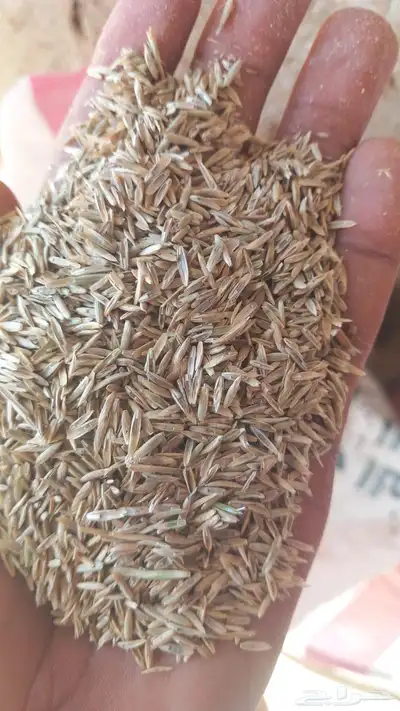بذر هيبان صافي لبيع 0