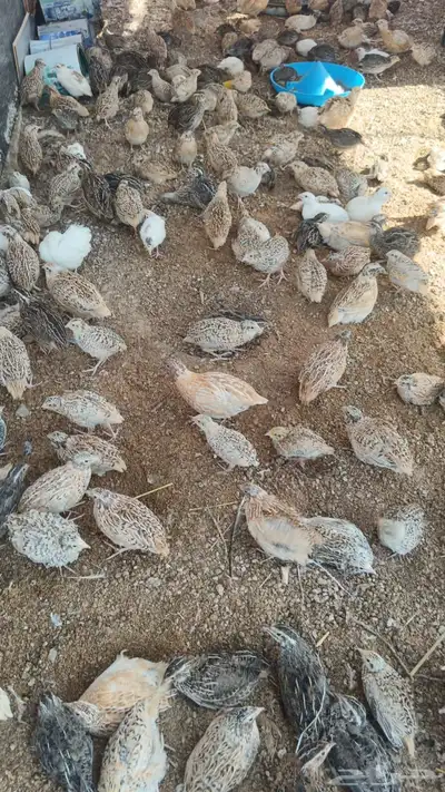 سمان للبيع 0