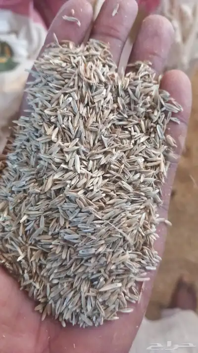 بذر هيبان صافي لبيع 1