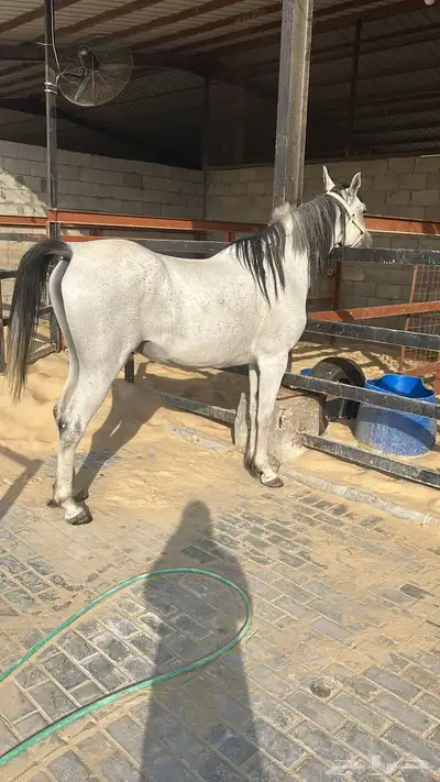 فرس لقاح واهو البيع شعبي 2