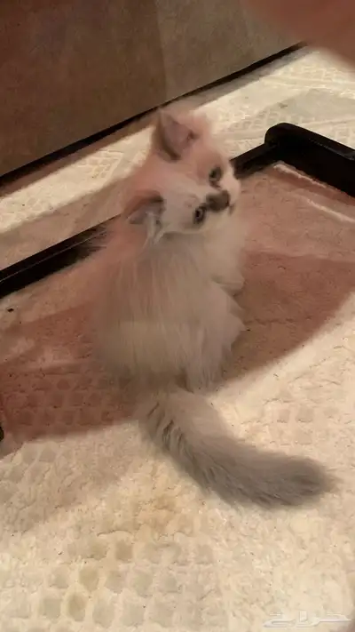 قط للبيع 1