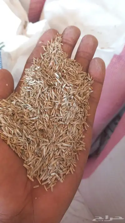 بذر هيبان صافي لبيع 2