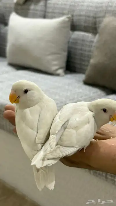 روز ابيض 6