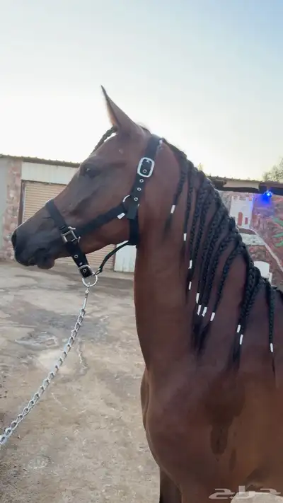 فرس عربيه واهو 1