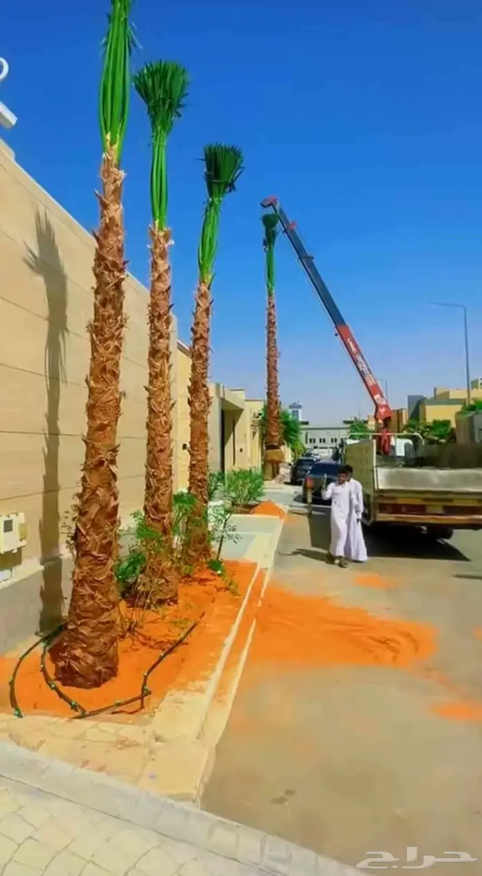 نخل مثمر سكري هلالي شيشي صقعي نخيل سري واشنطني خضري 2
