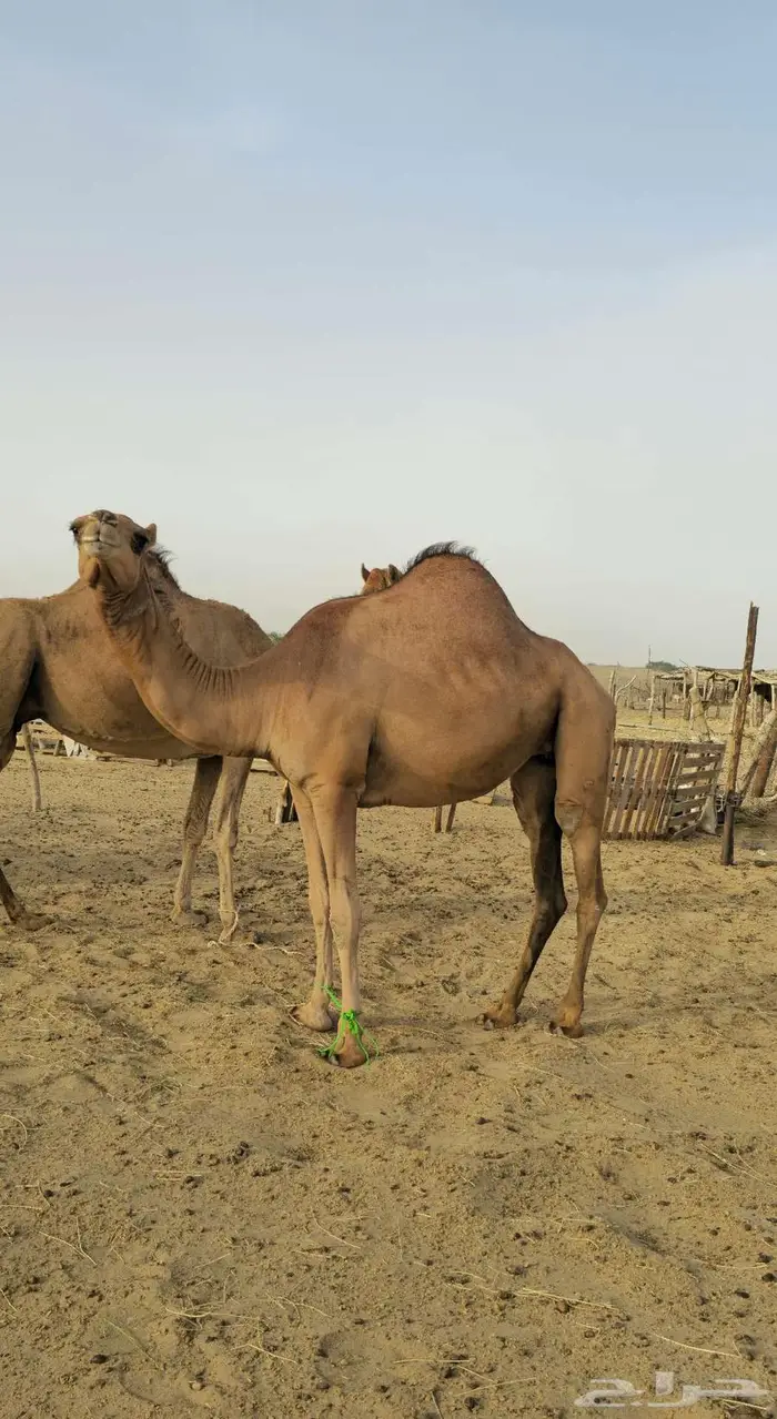ناقه ساحليه مدني و بكره عجم حقه للبيع 0