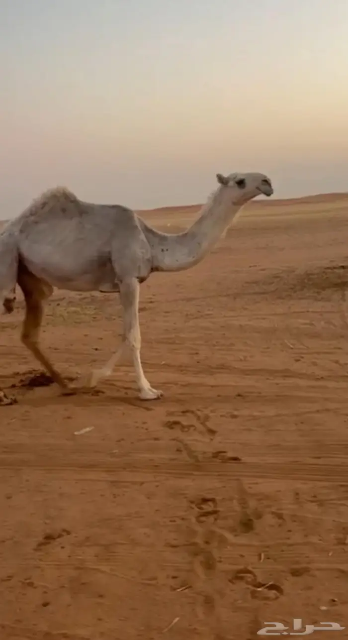 بكره كفوو. تم البيع 0