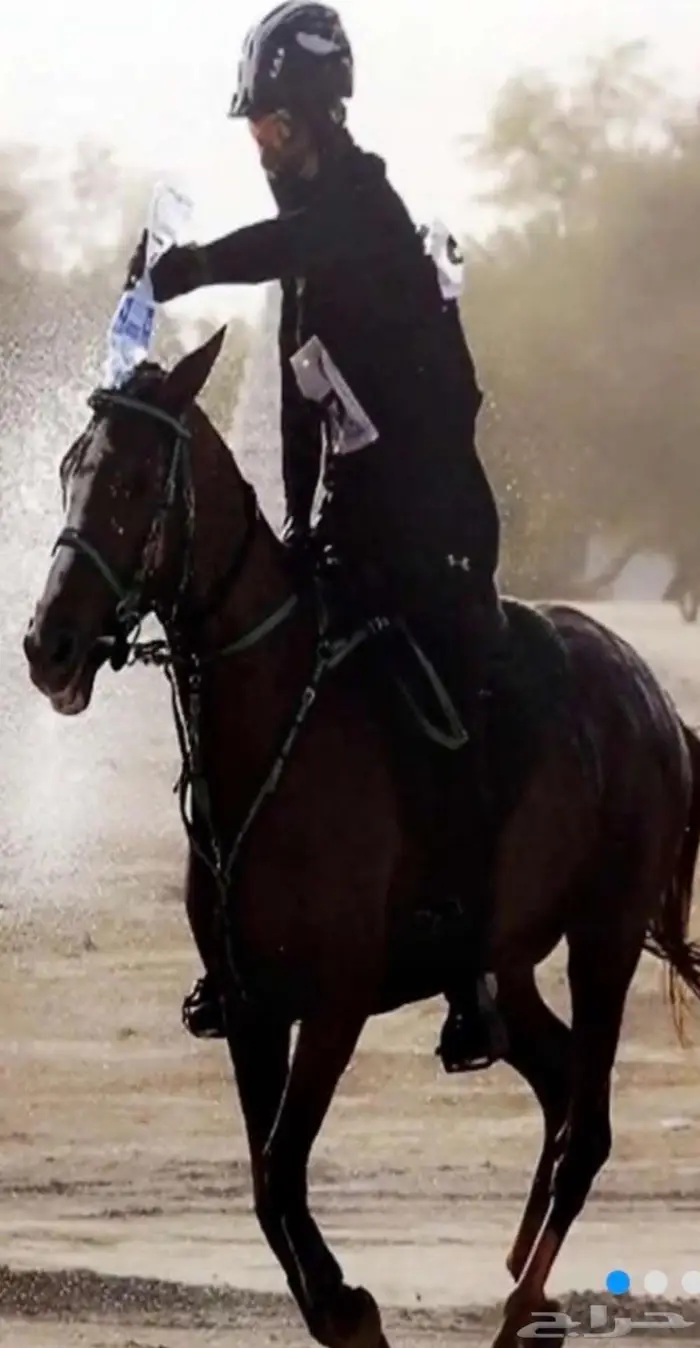 مدرب خيل قدرة و تحمل 0