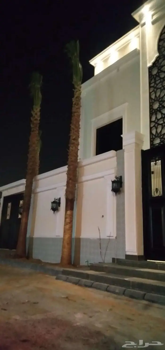 نخل واشنطني زينه طبيعي 6