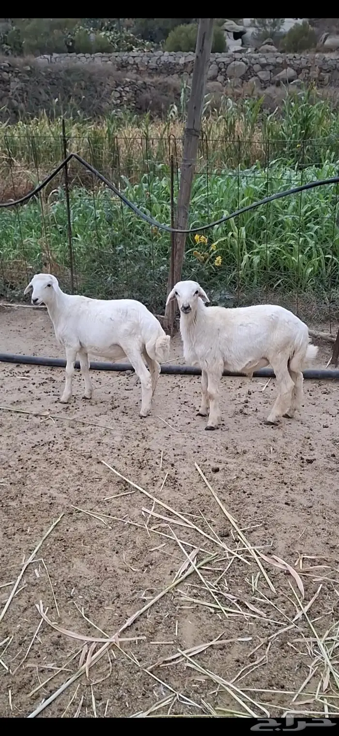 طليان هجين حري ورفيدي 0