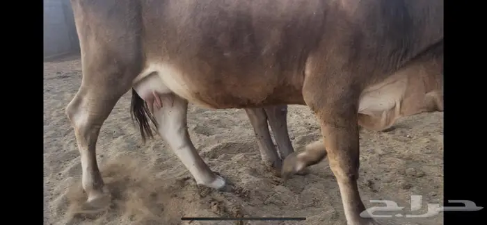 بقره الثاني في بطنها لقاح ممكن 7 اشهر تقريبا 0