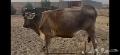 بقره الثاني في بطنها لقاح ممكن 7 اشهر تقريبا 4