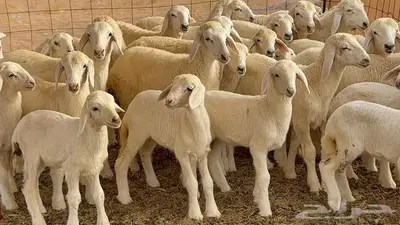 غنم مراح 96 تحتها 32 اكثرها صغار سن 3