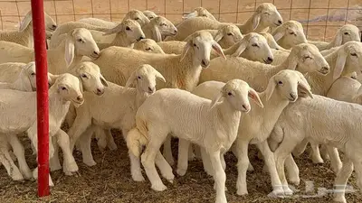 غنم مراح 96 تحتها 32 اكثرها صغار سن 5