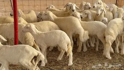 غنم مراح 96 تحتها 32 اكثرها صغار سن 1