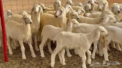 غنم مراح 96 تحتها 32 اكثرها صغار سن 10