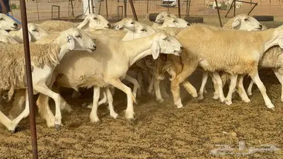 غنم مراح 96 تحتها 32 اكثرها صغار سن 16
