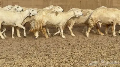 غنم مراح 96 تحتها 32 اكثرها صغار سن 13