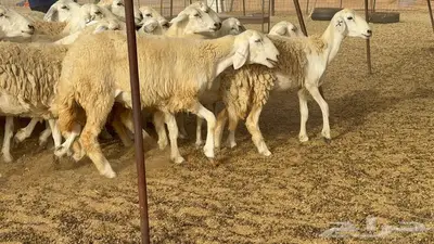 غنم مراح 96 تحتها 32 اكثرها صغار سن 0