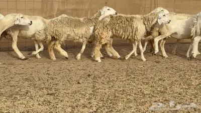 غنم مراح 96 تحتها 32 اكثرها صغار سن 22