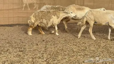 غنم مراح 96 تحتها 32 اكثرها صغار سن 23