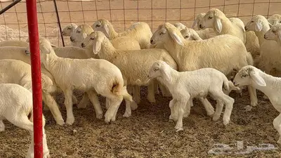 غنم مراح 96 تحتها 32 اكثرها صغار سن 8