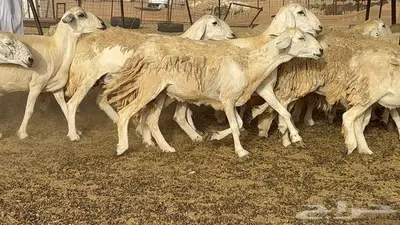 غنم مراح 96 تحتها 32 اكثرها صغار سن 14