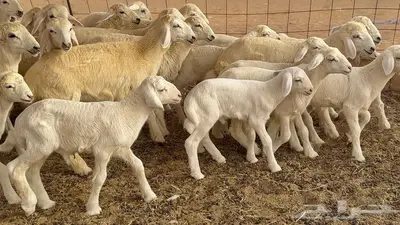 غنم مراح 96 تحتها 32 اكثرها صغار سن 32