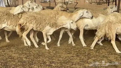 غنم مراح 96 تحتها 32 اكثرها صغار سن 15