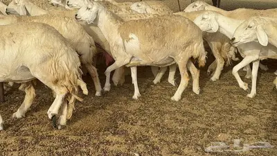 غنم مراح 96 تحتها 32 اكثرها صغار سن 27