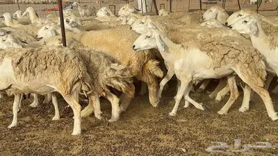 غنم مراح 96 تحتها 32 اكثرها صغار سن 28
