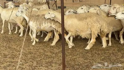 غنم مراح 96 تحتها 32 اكثرها صغار سن 17