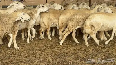 غنم مراح 96 تحتها 32 اكثرها صغار سن 4