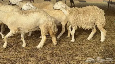 غنم مراح 96 تحتها 32 اكثرها صغار سن 26