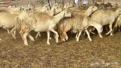 غنم مراح 96 تحتها 32 اكثرها صغار سن 24