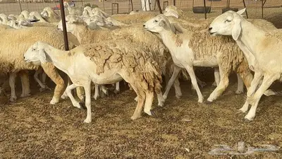 غنم مراح 96 تحتها 32 اكثرها صغار سن 31