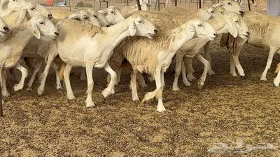 غنم مراح 96 تحتها 32 اكثرها صغار سن 25