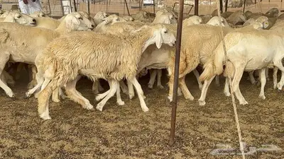 غنم مراح 96 تحتها 32 اكثرها صغار سن 6