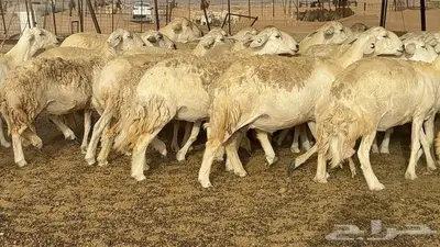 غنم مراح 96 تحتها 32 اكثرها صغار سن 29