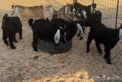 تيوس للبيع 0