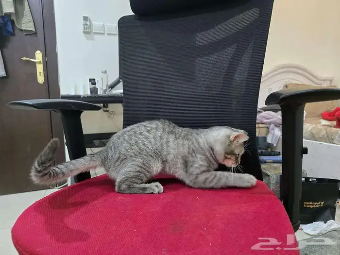 قط ذكر بريتش للتبني اللون رمادي 5