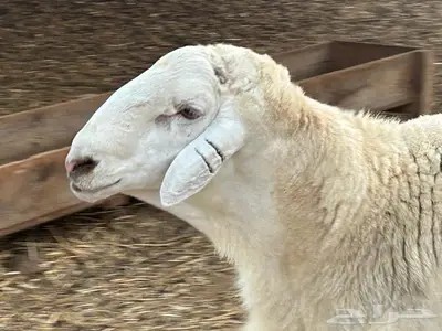 فحل حري صنف وجرم فاخر 0