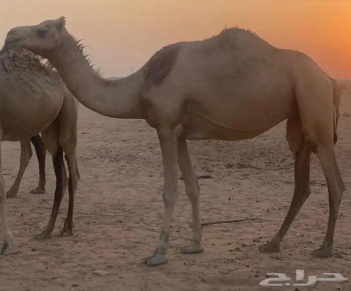 لقحه  عمانيه طيبه 0
