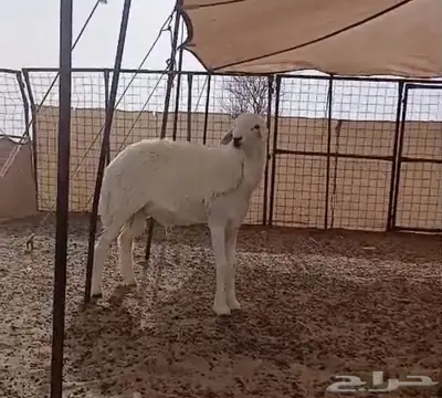 مشروع فحل حري 0